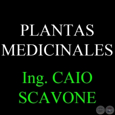 PLANTAS MEDICINALES - Por CAIO SCAVONE