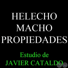 HELECHO MACHO - PROPIEDADES - Estudio de JAVIER CATALDO