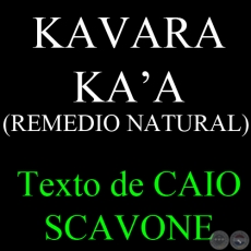 KAVARA KAA (REMEDIO NATURAL) - Texto de CAIO SCAVONE