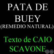 PATA DE BUEY (REMEDIO NATURAL) - Texto de CAIO SCAVONE