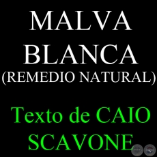 MALVA BLANCA (REMEDIO NATURAL) - Texto de CAIO SCAVONE