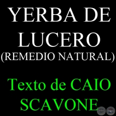 YERBA DE LUCERO (REMEDIO NATURAL) - Texto de CAIO SCAVONE